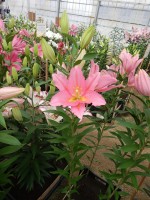 [4224 Vendome No101.JPG]